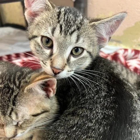A baby small-sized male Brown / Chocolate Domestic Short Hair cat named Laffy Taffy for adoption in Owosso, MI