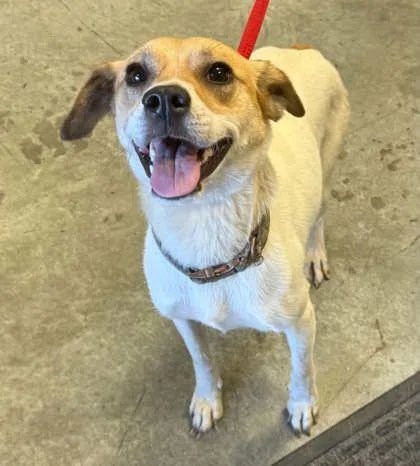 An adult medium-sized female Parson Russell Terrier dog named Dory for adoption in Bowling Green, KY
