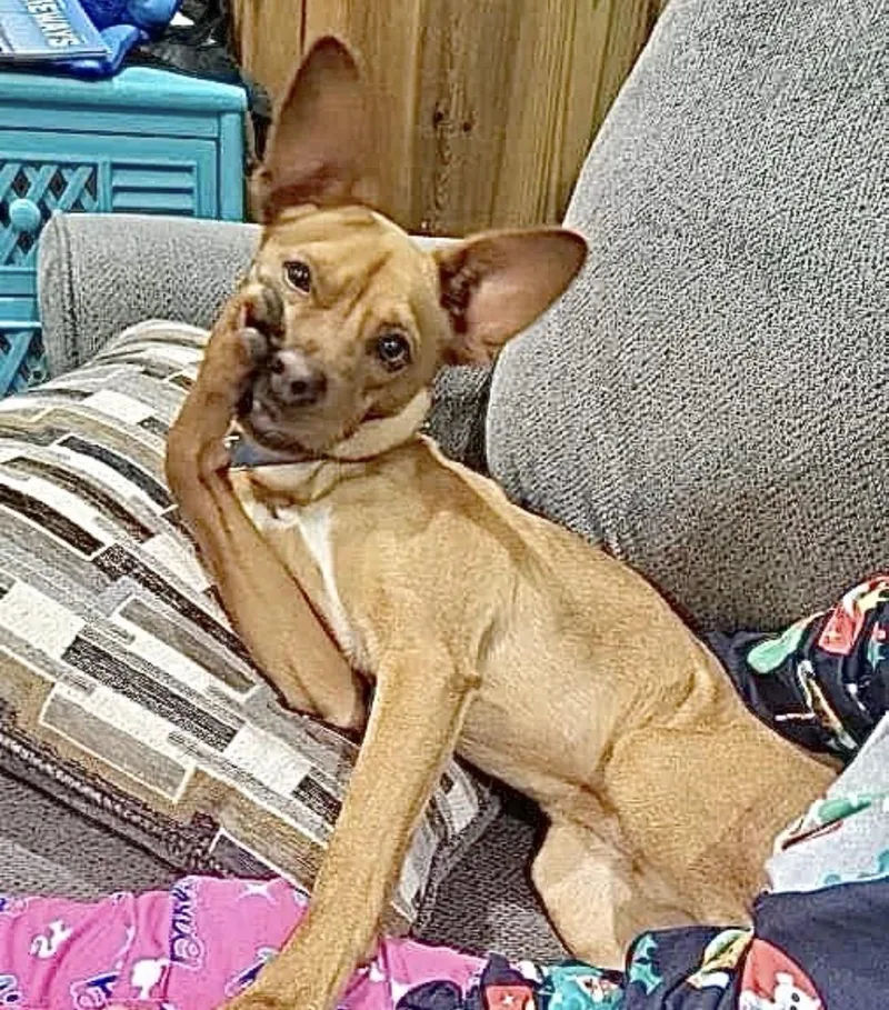 Peanut thumbnail 4