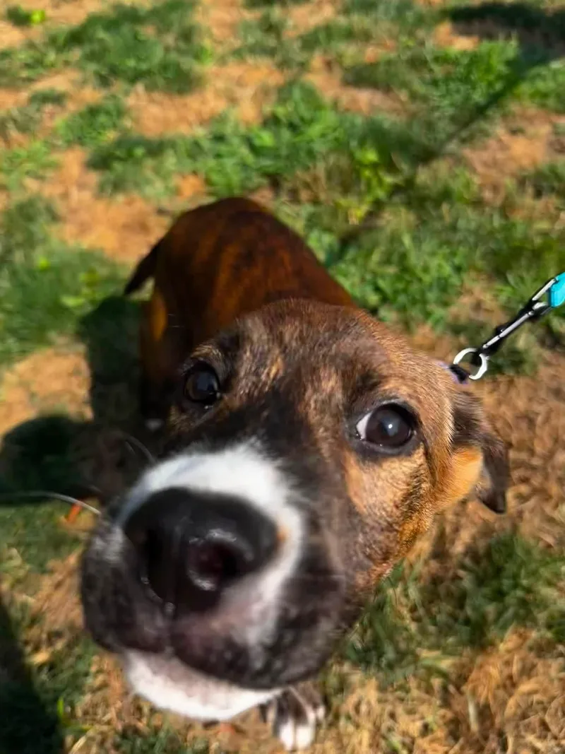 A baby medium-sized male Mixed Breed dog named Rusty for adoption in Highland, NY