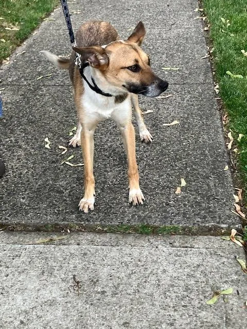 A young medium-sized female Tricolor (Brown, Black, & White) Shepherd dog named Kelly for adoption in Manhasset, NY