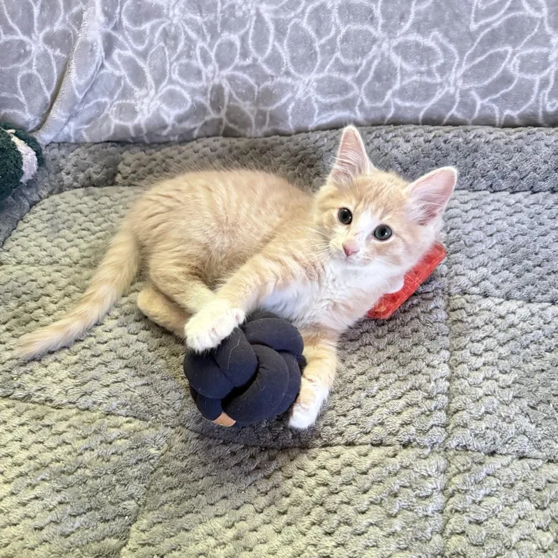 A baby small-sized male Buff / Tan / Fawn Domestic Short Hair cat named Duke for adoption in Richmond, VA