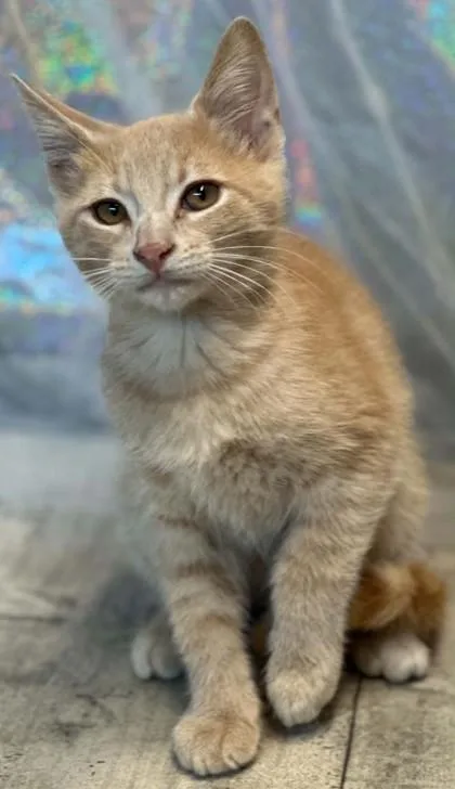 An adult small-sized male Domestic Short Hair cat named Caterpillar for adoption in Shreveport, LA