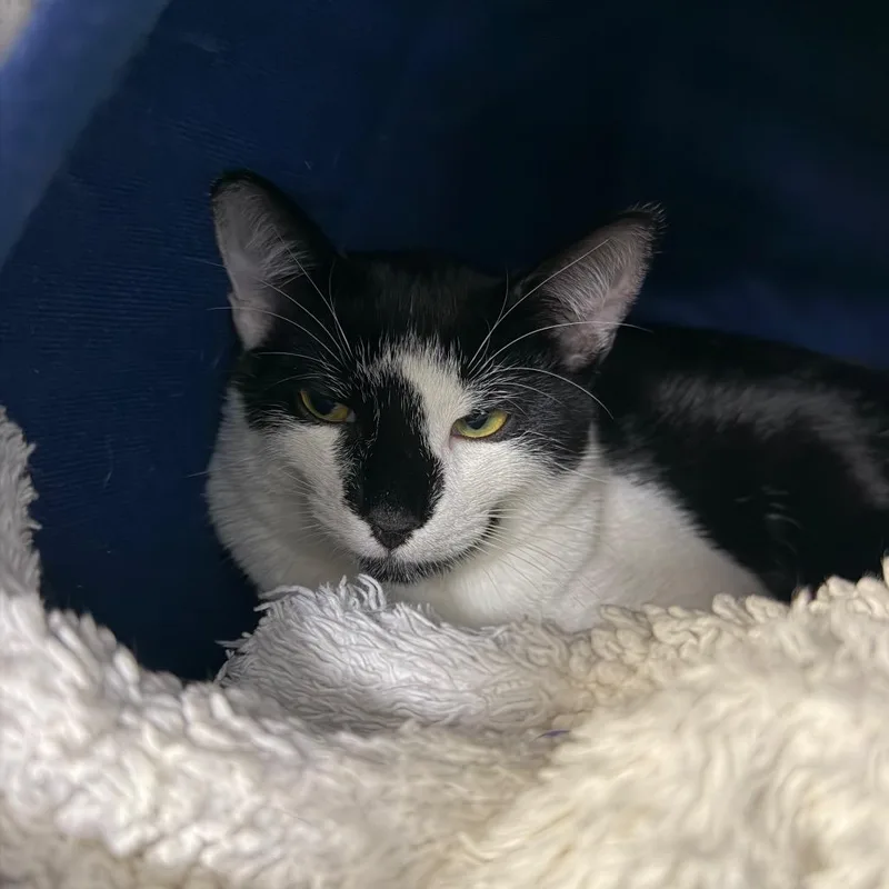 A baby small-sized male Domestic Short Hair cat named Bosch for adoption in Hampton Bays, NY