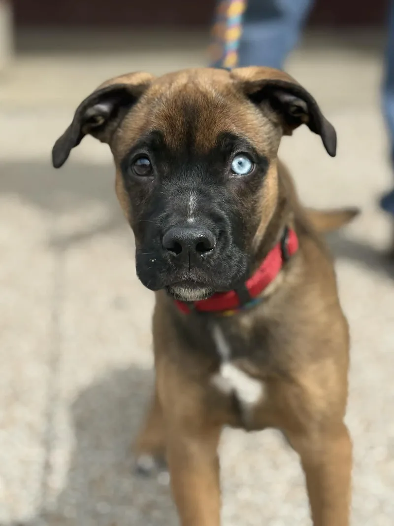 A baby medium-sized female Brown / Chocolate Boxer dog named Anya for adoption in Springfield, IL