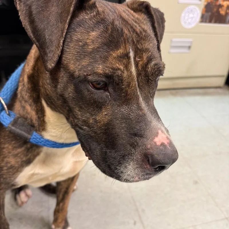 An adult large-sized female Brindle Pit Bull Terrier dog named Mariah for adoption in Philadelphia, PA