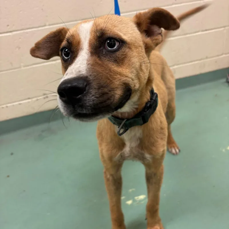 A young medium-sized female Yellow / Tan / Blond / Fawn Mixed Breed dog named Ronda for adoption in Memphis, TN