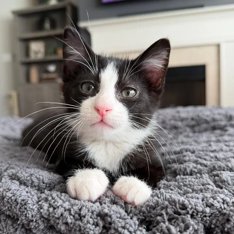 A baby medium-sized male Domestic Short Hair cat named Cleon for adoption in Columbia, IL