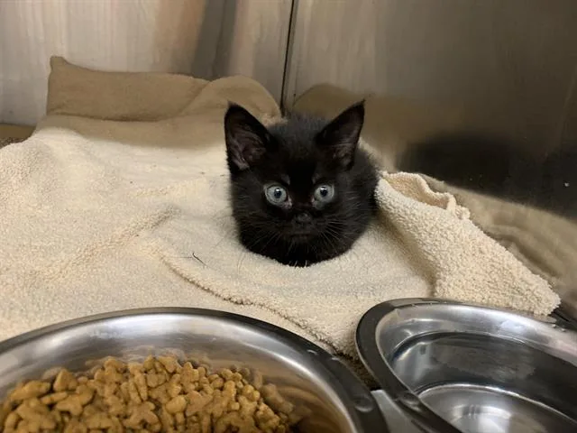 Ms. Soot Sprite