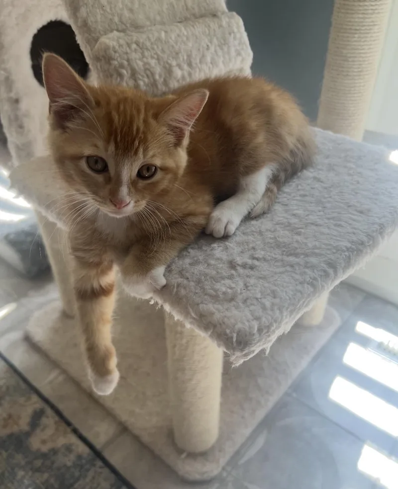 A young medium-sized male Orange & White Domestic Short Hair cat named Cheddar for adoption in Belleville, IL