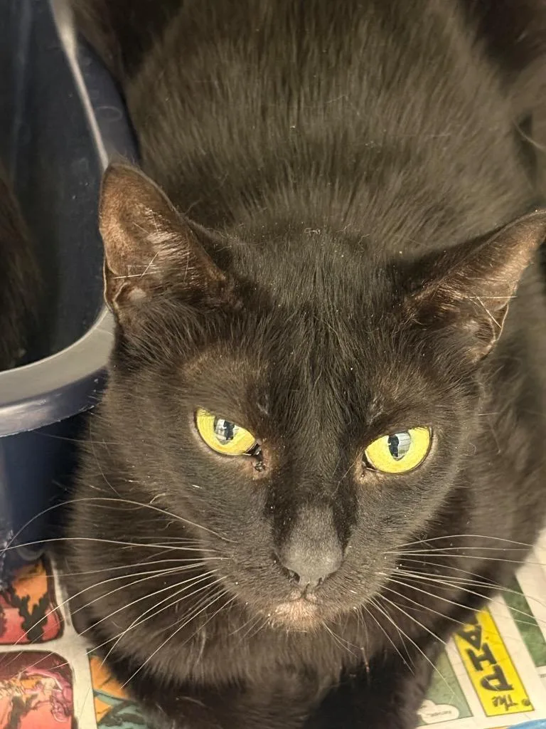 An adult medium-sized male Domestic Short Hair cat named Felix for adoption in Belton, TX