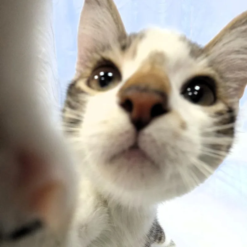 A baby small-sized male Brown / Chocolate Domestic Short Hair cat named Calvin for adoption in Michigan City, IN