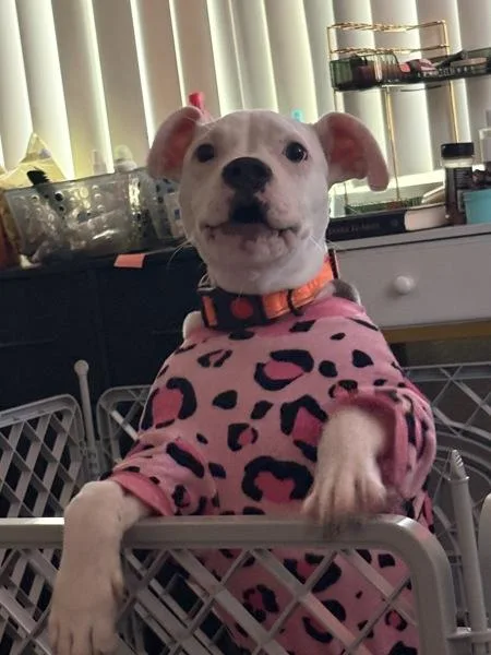 A baby medium-sized male Pit Bull Terrier dog named Ozzy for adoption in El Cajon, CA