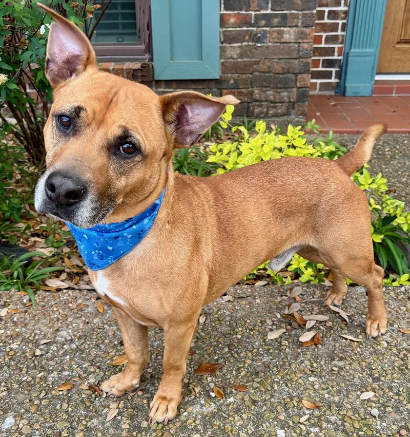 An adult medium-sized male Tricolor (Brown, Black, & White) Terrier dog named Terry Sweet Little for adoption in Cypress, TX