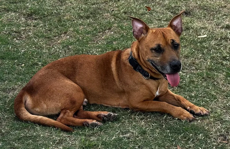 Terry  Sweet Little thumbnail 5