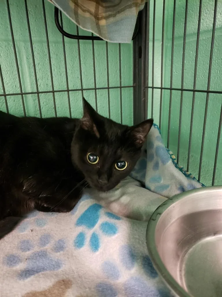 An adult medium-sized female Black Domestic Short Hair cat named Midnight for adoption in Frankfort, KY