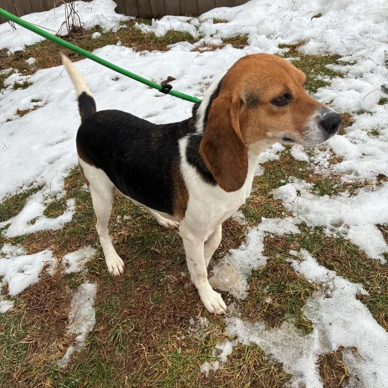 An adult medium-sized female Brown / Chocolate Beagle dog named Stella for adoption in Alexandria, VA