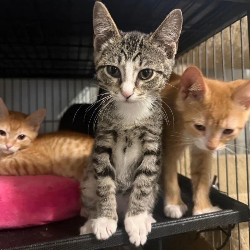 A baby small-sized male Gray / Blue / Silver Domestic Short Hair cat named Spirit Carter for adoption in Eagle Mountain, UT