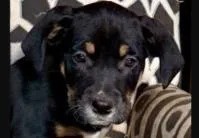 A baby medium-sized male Mixed Breed dog named Pacino for adoption in West Chester, PA