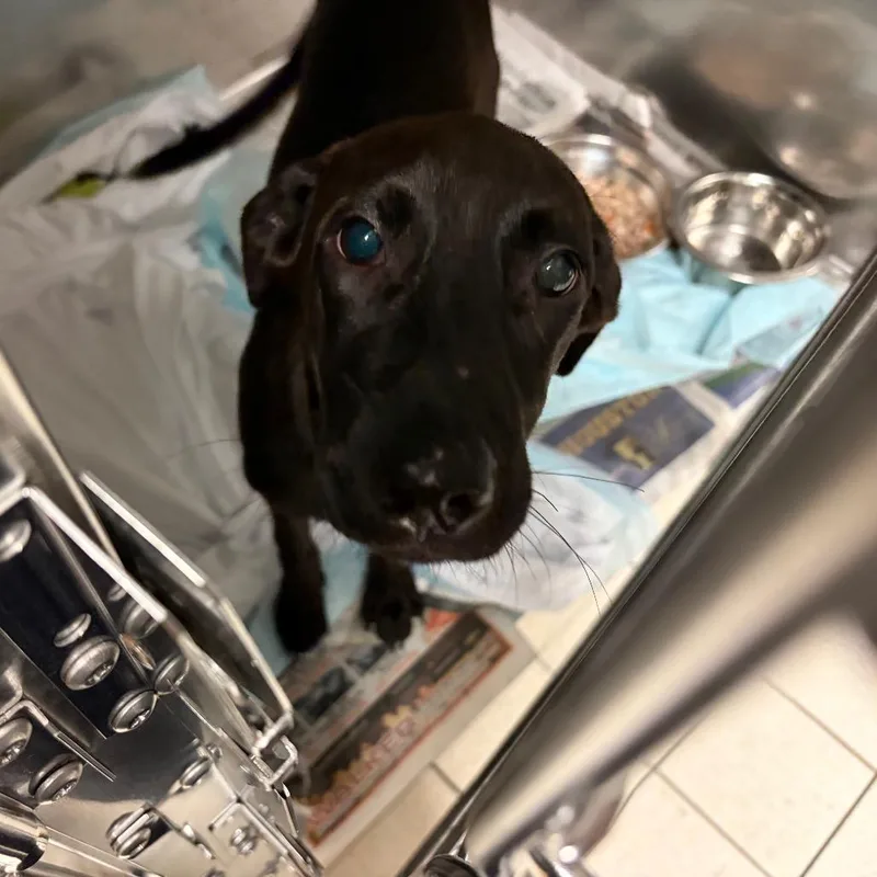 A baby small-sized female Black Mixed Breed dog named Lily Lady for adoption in Charleston, WV