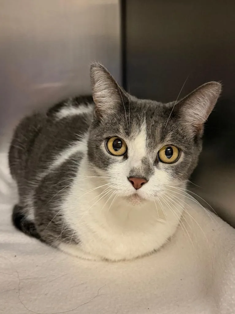 A young small-sized female Domestic Short Hair cat named Meowmi for adoption in Ocala, FL