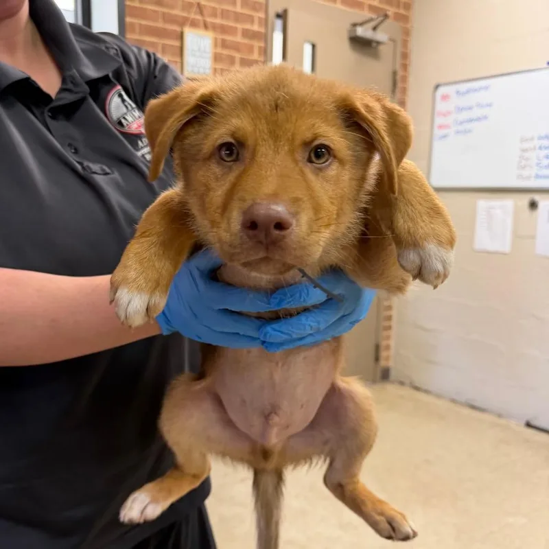 A baby small-sized male Brown / Chocolate Retriever dog named Kent for adoption in Birmingham, AL