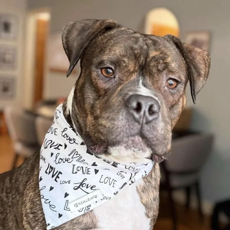 An adult large-sized male Brindle Mixed Breed dog named Draco for adoption in Long Island City, NY