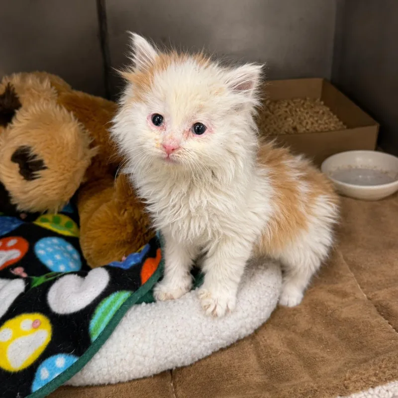 A baby small-sized male White Domestic Medium Hair cat named Scooter for adoption in Redwood Falls, MN