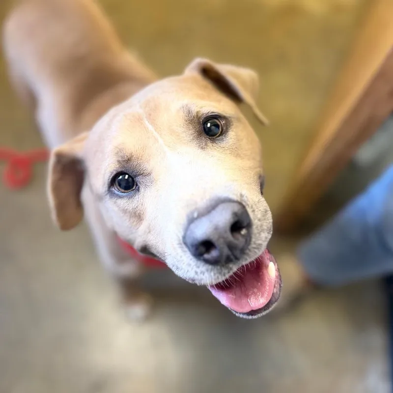 An adult medium-sized male Yellow / Tan / Blond / Fawn Mixed Breed dog named Sampson for adoption in Corinth, MS