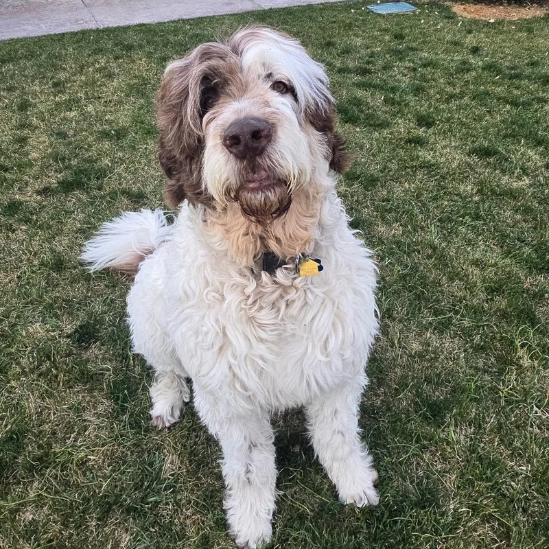 Koda Bon Jovi thumbnail 2