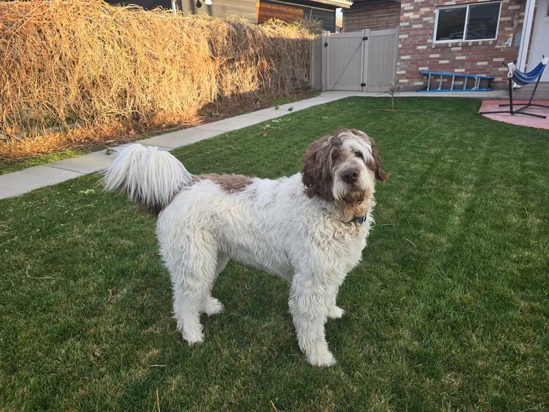 Koda Bon Jovi thumbnail 3