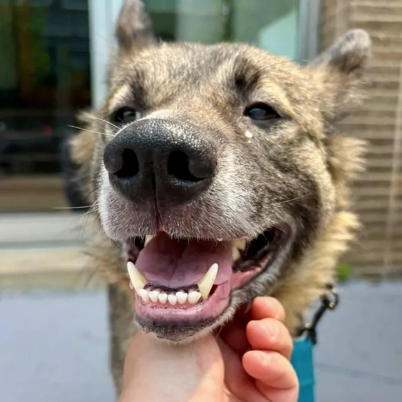 An adult medium-sized female Yellow / Tan / Blond / Fawn Shepherd dog named Hannah for adoption in Buffalo, NY