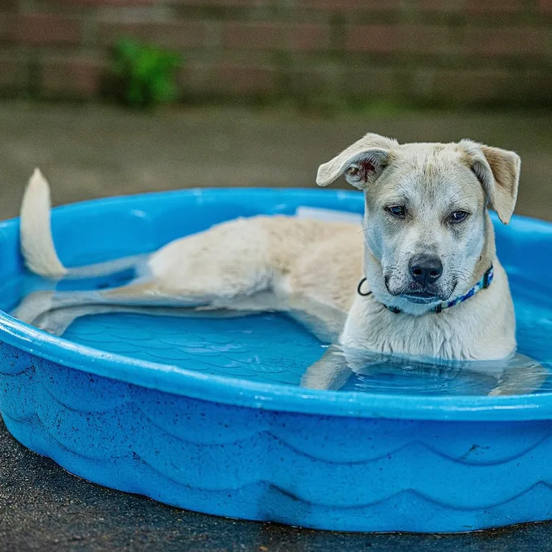 A young medium-sized male Labrador Retriever dog named Jackie Chan for adoption in Memphis, TN