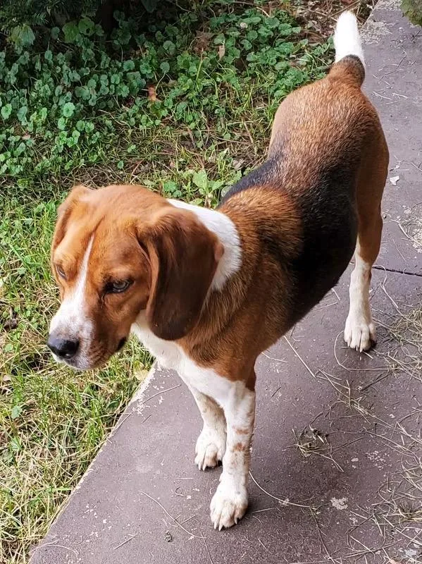 A young medium-sized male Beagle dog named Sparky for adoption in Ashland, OH