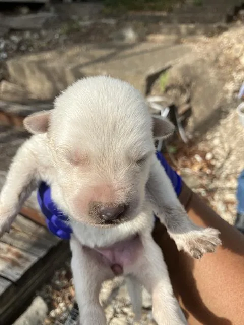 A baby large-sized female Mixed Breed dog named Snow for adoption in Dallas, TX