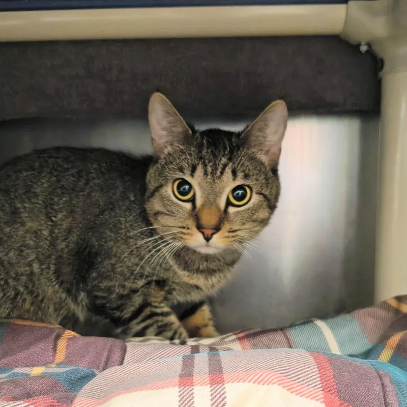 A young medium-sized male Brown / Chocolate Domestic Short Hair cat named Buddy for adoption in Springfield, MA