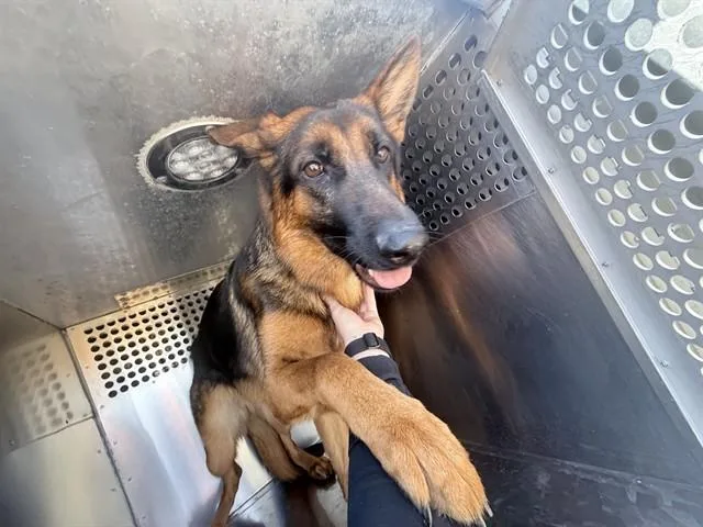 A young large-sized female German Shepherd Dog dog named Sorbet for adoption in Phoenix, AZ