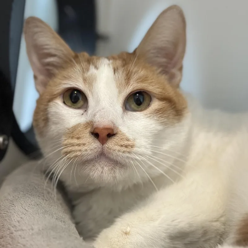 A senior large-sized male Orange / Red Domestic Short Hair cat named Lemur for adoption in Chicago, IL