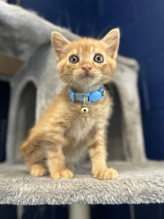 A baby medium-sized male Domestic Short Hair cat named Klein for adoption in Athens, AL