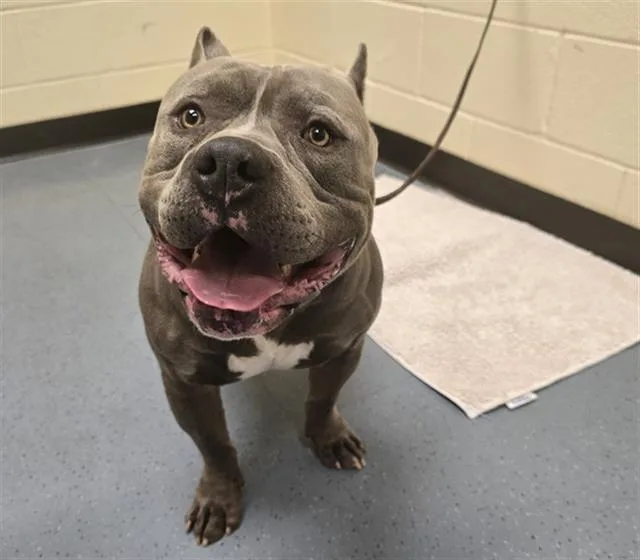 An adult large-sized male Staffordshire Bull Terrier dog named Dracko for adoption in Denver, CO