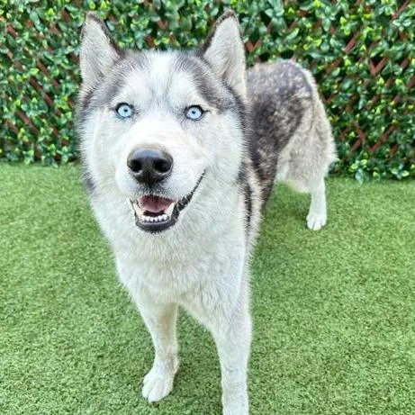 An adult large-sized male Gray / Blue / Silver Siberian Husky dog named Lobo for adoption in West Palm Beach, FL