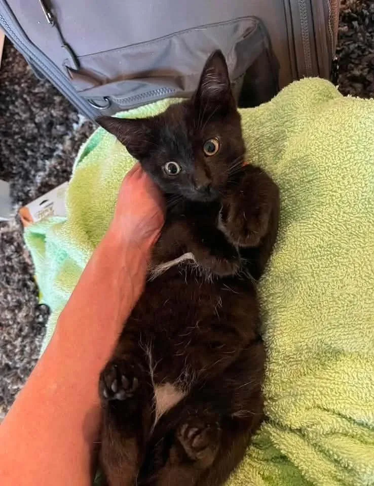 A baby small-sized male Black Domestic Short Hair cat named Rago for adoption in Davison, MI