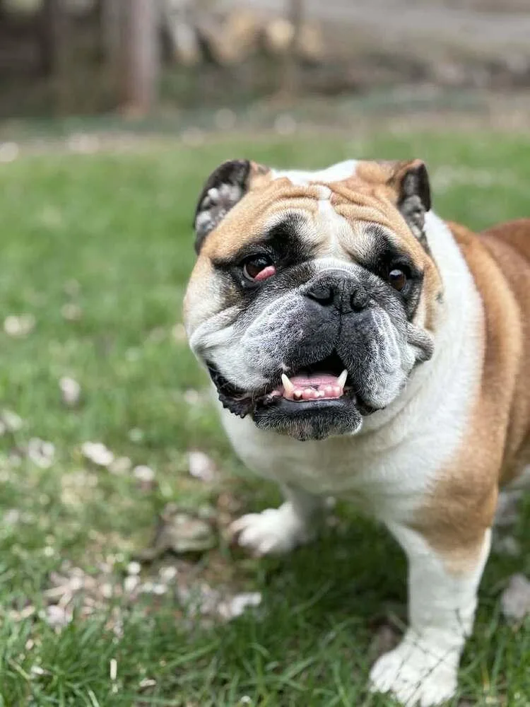 Dutchess thumbnail 2