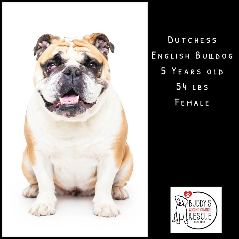 Dutchess thumbnail 3