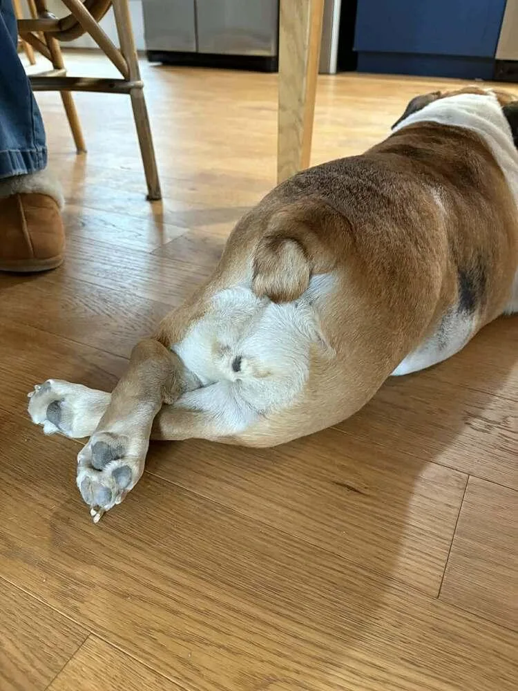 Dutchess thumbnail 4