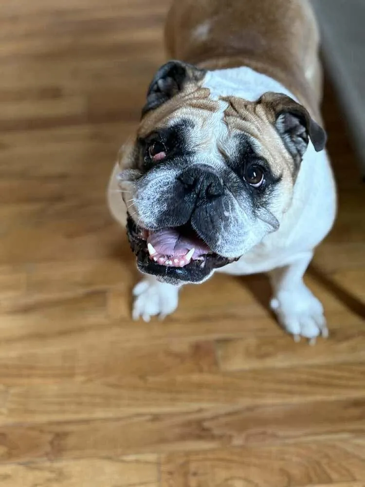 Dutchess thumbnail 5