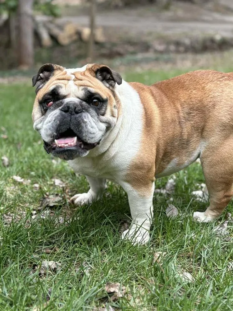 Dutchess thumbnail 6