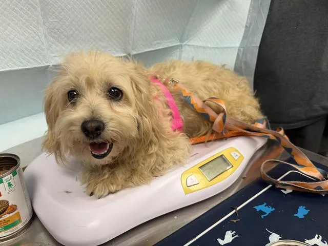 An adult small-sized female Maltese dog named Maple for adoption in Ontario, CA