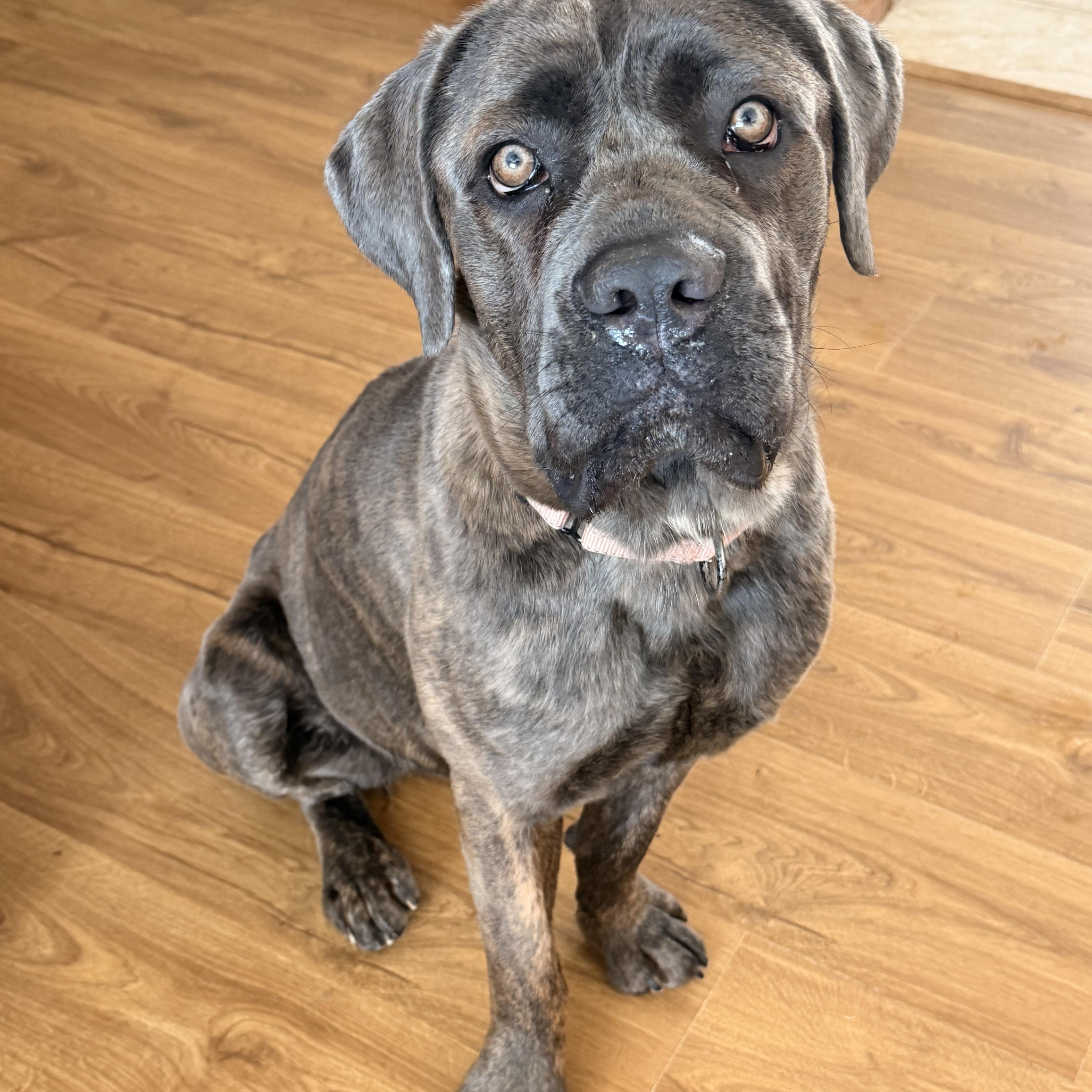 A young large-sized female Gray / Blue / Silver Cane Corso dog named Athenaroxie for adoption in North Freedom, WI