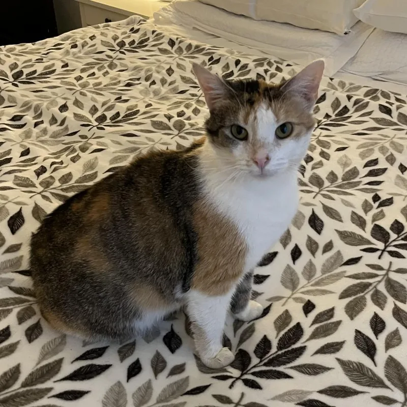 An adult medium-sized female Calico Domestic Short Hair cat named Mallow for adoption in Evanston, IL